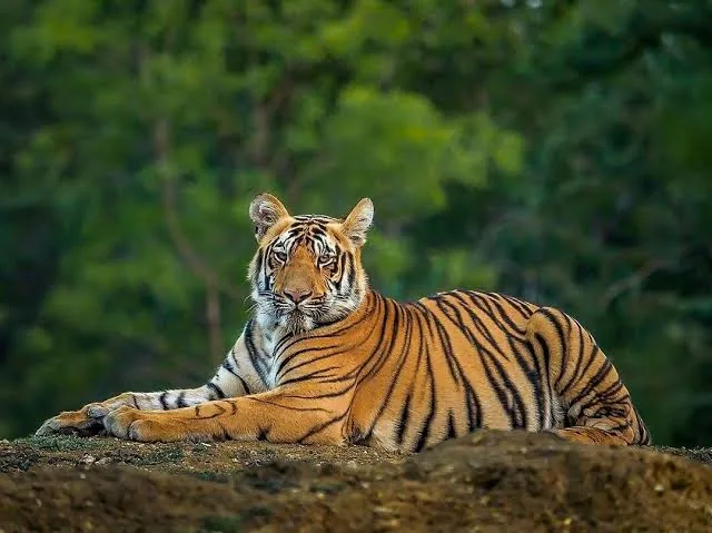 A Bengal tiger resting on the forest floor