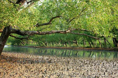 Mangrove trees leaning over a creek in the Sundarbans