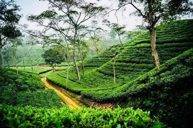 Shade trees over rows of tea bushes on a Sylhet hillside